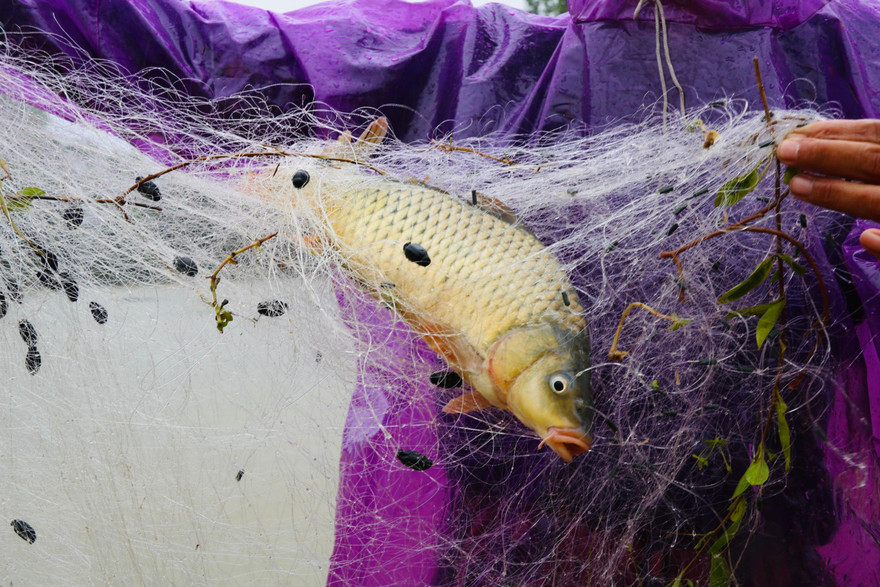 Dân đổ xô giăng lưới đón 'lộc trời' trên đường khi lũ dâng nhanh 