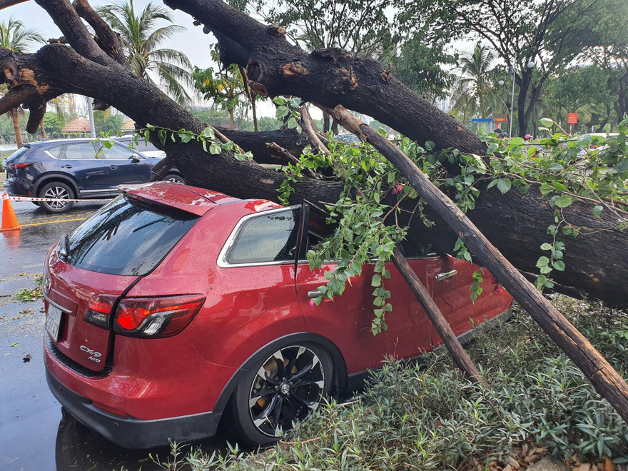 Cây xanh đè bẹp ô tô.