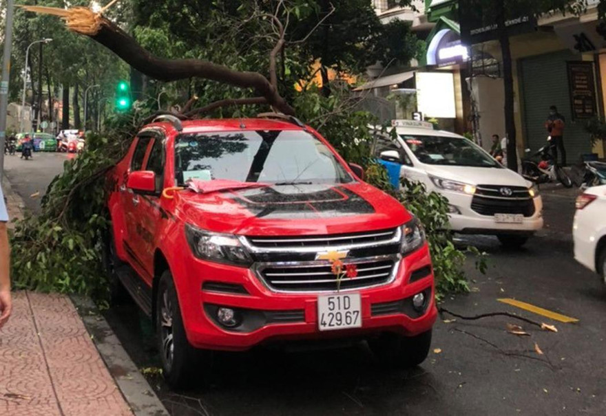 Nhánh cây lớn đè trúng ô tô ở trung tâm TPHCM.