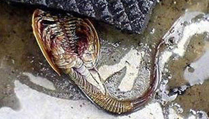 Thủy quái mới được phát hiện.