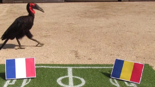 Bạch tuộc Paul có… truyền nhân ở EURO