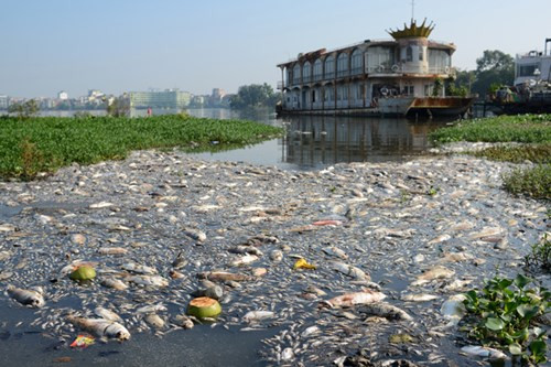 Cá chết chưa từng có ở Hồ Tây trong những ngày cuối tháng 9 đầu tháng 10/2016. Ảnh: Như Ý