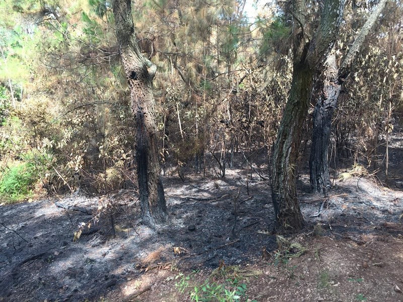 Khởi tố đối tượng 3 lần đốt rừng để trả thù, giải khuây