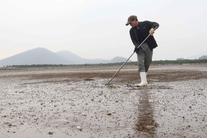 Ngao chết trắng bãi bất thường, nhiều hộ dân lâm cảnh khó khăn