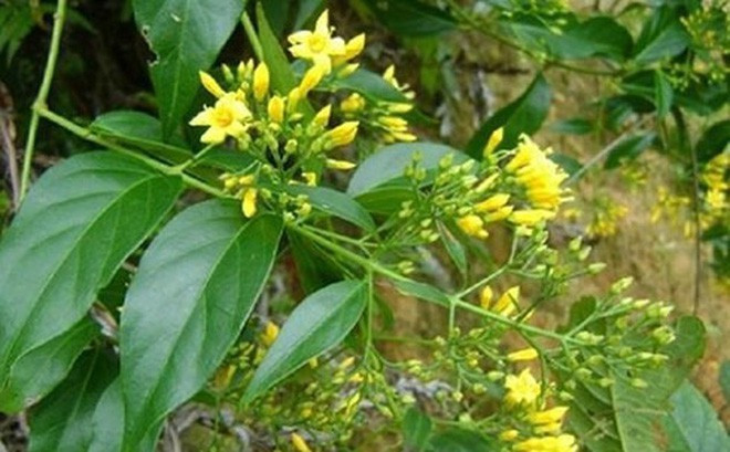 Quân y Biên phòng cứu sống người phụ nữ ăn lá ngón tự tử