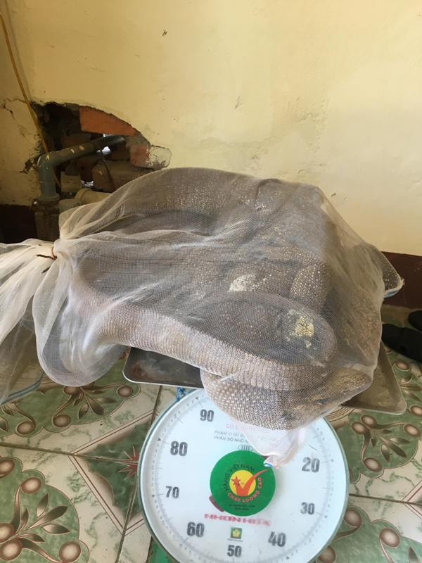 Kỳ đà quý hiếm 'đi' xe khách từ Bắc vào Nam