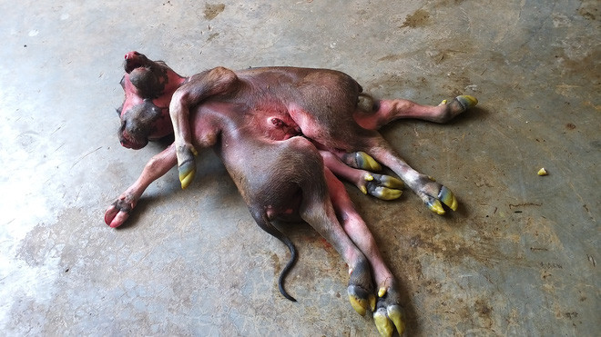 Con nghé 8 chân, 2 đầu. 