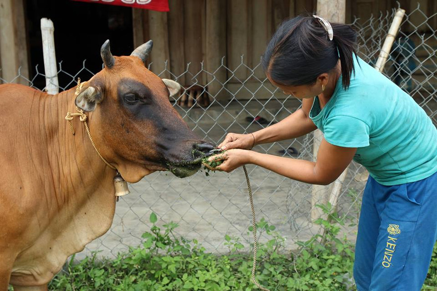 Dân miền núi khốn khổ vì đàn bò thi nhau đổ bệnh