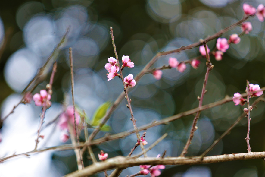 Ngắm hoa đào khoe sắc trên 'cổng trời' mù sương