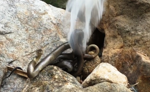 Nghệ An: Thả 10 cá thể trăn, rắn hổ mang, rùa về rừng tự nhiên