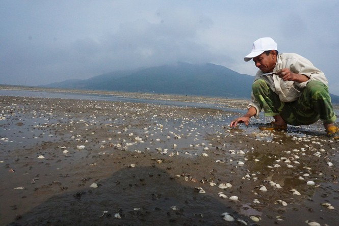 Xác định nguyên nhân ngao chết hàng loạt ở Hà Tĩnh