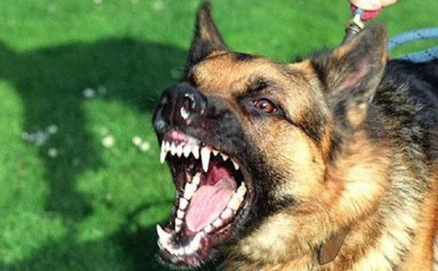 Bé trai 7 tuổi tử vong nghi bị chó dại cắn từ 2 tháng trước