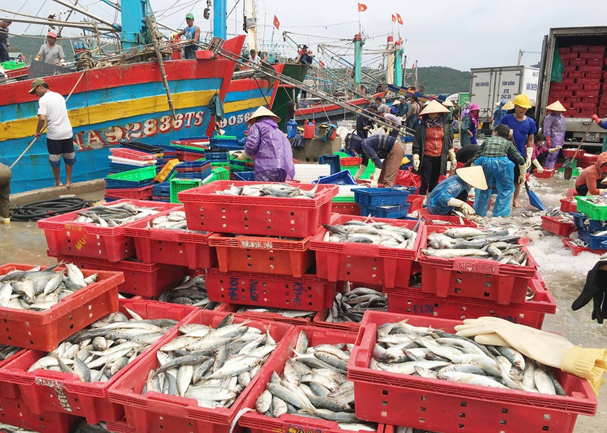 Vào bờ tránh bão, ngư dân Bãi Ngang vẫn có khoang thuyền đầy ắp cá