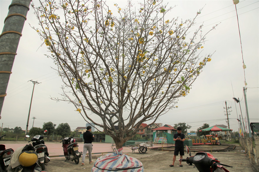 'Cụ mai 'xuống phố được trả giá trăm triệu đồng ở Hà Tĩnh