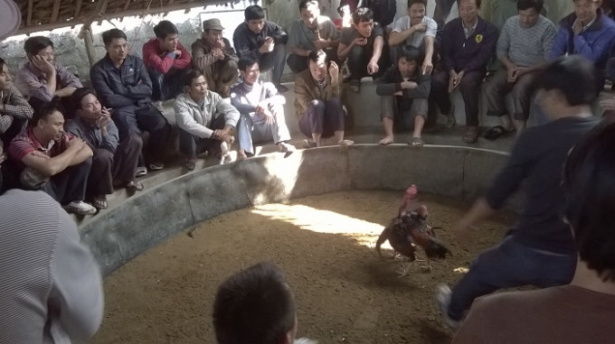 Biến xưởng sản xuất đá lạnh thành sới gà, hơn 20 đối tượng bị bắt giữ