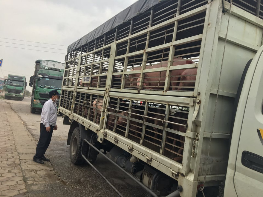 Đề xuất công bố dịch tả lợn Châu Phi tại Nghệ An