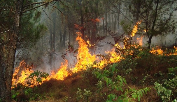 Rừng thông hàng chục năm tuổi cháy lớn, trăm người đổ xô dập lửa