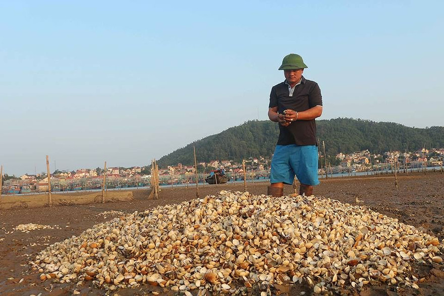 Cá, ngao chết hàng loạt không rõ nguyên nhân ở Nghệ An