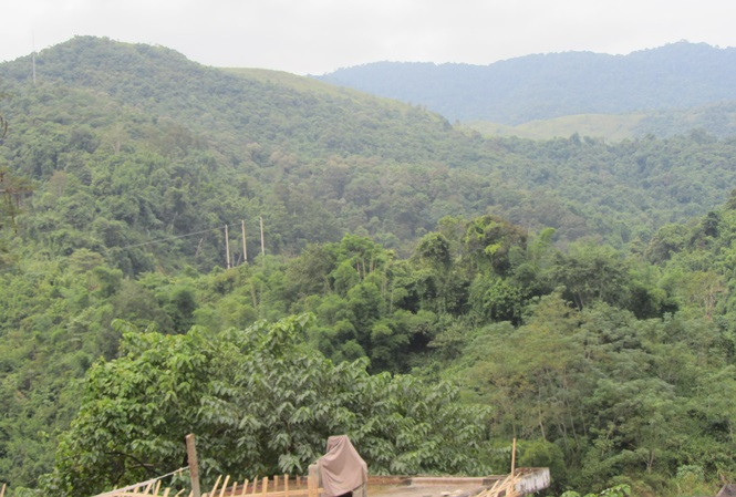 Khu vực rừng sẽ biến mất nếu thủy điện Tiền Phong được triển khai.