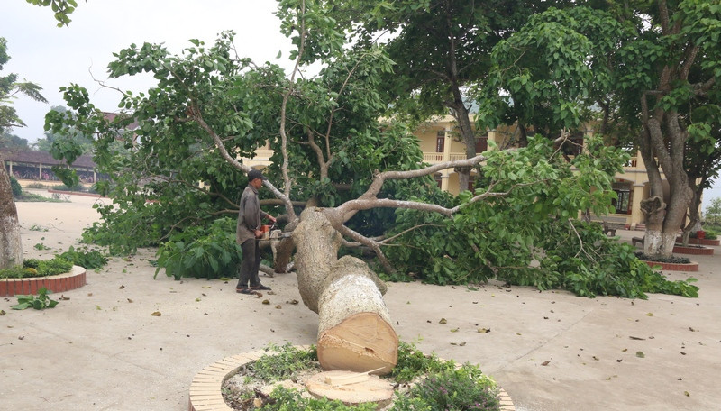 Đồng loạt loại bỏ cây ngô đồng trong trường học