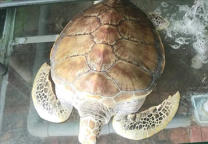 Cá thể rùa đang được chủ nhà hàng chăm sóc.
