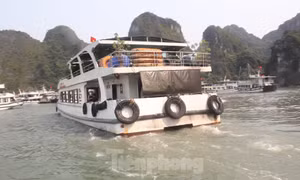 Các tàu du lịch hoạt động trên vịnh Hạ Long. Ảnh: Lộc Liên.