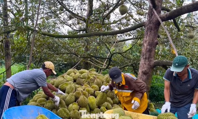 Đề nghị Bộ Công an vào cuộc xử lý việc mua bán mã số vùng trồng 