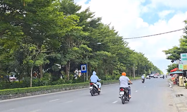 Cần Thơ kiểm tra lại các dự án liên quan Công ty Cây xanh Công Minh