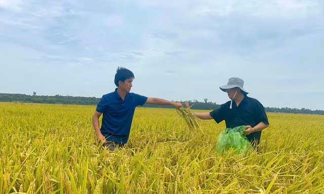 Khi đất được nuôi dưỡng, người trồng lúa đổi cách làm