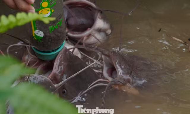 Độc lạ cá bú bình, cua đinh nặng gần 60 kg