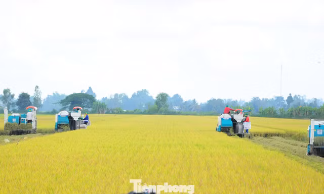 Đề án 1 triệu ha lúa: Thí điểm rực rỡ, thực tế... chưa có dự án nào 