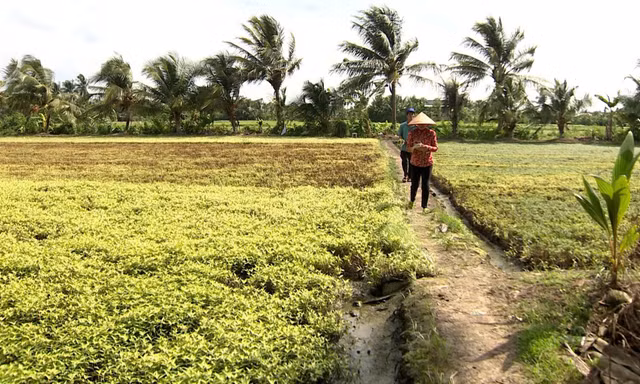 Khẩn cấp tìm nguyên nhân cánh đồng rau màu bỗng dưng cháy lá, chết khô 