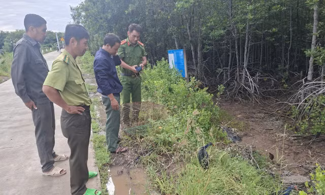 Lực lượng chức năng Vĩnh Long xử lý vi phạm, thả 4 cá thể chim Trích cồ về môi trường tự nhiên, bảo vệ động vật hoang dã.