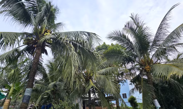 Nghi án chồng giết vợ rồi trèo lên cây dừa trốn