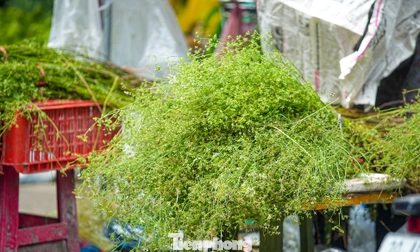 Người Hà Nội 'săn' mùi già về tắm gột rửa bụi trần, mong cầu may mắn 