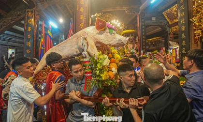 ​Chen chân xem rước lợn thật 