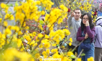 Hà Nội: Mai vàng giảm giá sâu vẫn ế ẩm