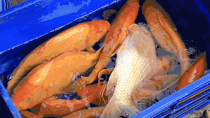 Gặp người dân TPHCM 15 năm đều đặn thả cá đưa ông Táo về trời