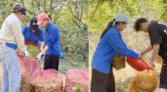 Thanh niên Sơn La 'giải cứu' vườn mận sau mưa đá