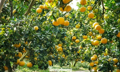 Vườn bưởi đã được thương lái mua để bán dịp Tết.