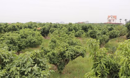 Năm nay, vải thiều tỉnh Bắc Ninh có tỷ lệ ra hoa thấp.