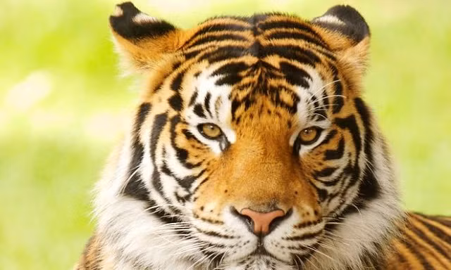 Số lượng hổ ở Ấn Độ tăng vọt trong vòng 5 năm qua