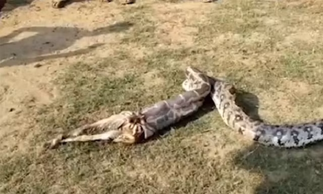 Hãi hùng cảnh trăn khổng lồ nôn ra dê 