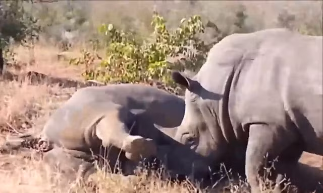 VIDEO: Tê giác tấn công đồng loại khiến hà mã hãi hùng