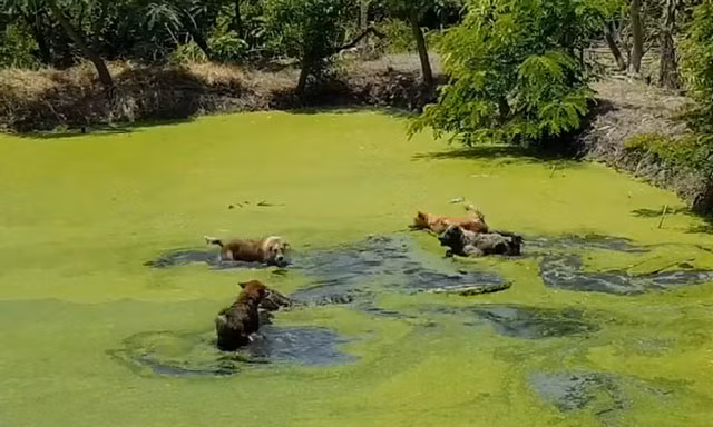 Màn thủy chiến ác liệt giữa kỳ đà với 4 chú chó