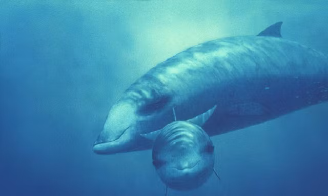 Những loài động vật có vú lặn sâu nhất thế giới 