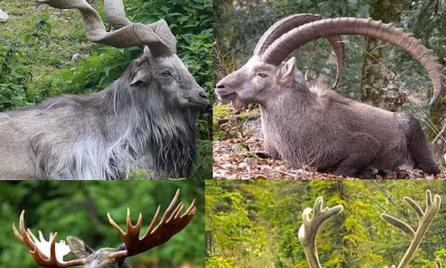 Top 10 bộ sừng và gạc đẹp nhất thế giới động vật 