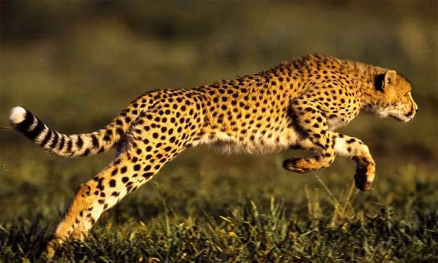 Top 3 loài động vật có vú chạy nhanh nhất thế giới 