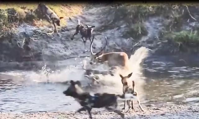 VIDEO: Linh dương Impala một mình chiến đấu với nhiều kẻ săn mồi