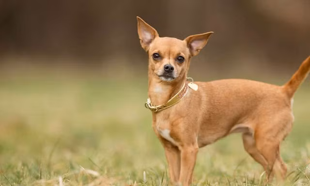 Hai giống chó thích hợp nuôi trong căn hộ nhỏ và chung cư